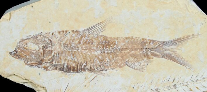 Inch Knightia Fossil Fish #4653